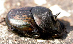 Onthophagus medius