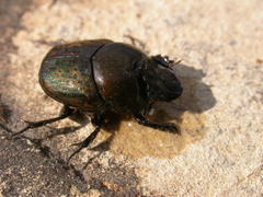 Onthophagus medius