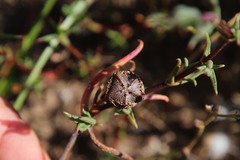 Lampranthus spiniformis