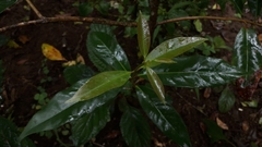 Psychotria asiatica