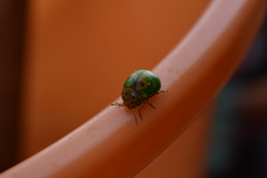 Platyphora quadrisignata