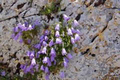 Campanula tanfanii