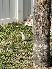 Streptopelia decaocto