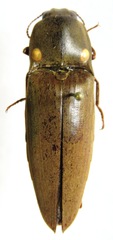 Pyrophorus noctilucus