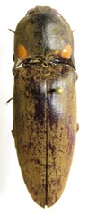Pyrophorus noctilucus