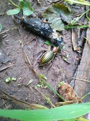 Carabus lineatus lateralis
