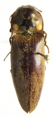Pyrophorus noctilucus
