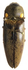 Pyrophorus noctilucus