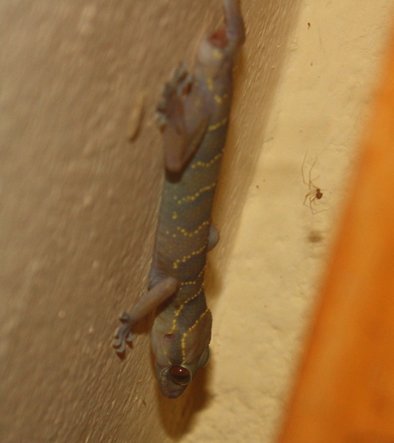 Hemidactylus fasciatus