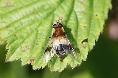 Leucozona lucorum