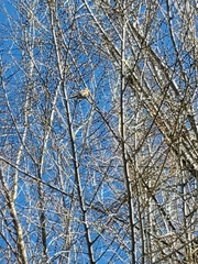 Haemorhous mexicanus