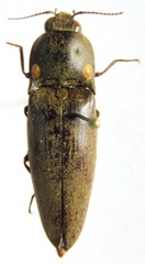 Pyrophorus noctilucus