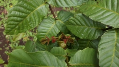 Pometia pinnata