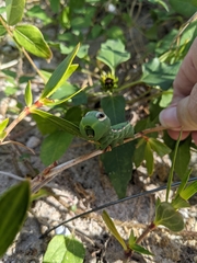 Xylophanes tersa