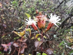 Chromolaena bigelovii