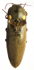 Pyrophorus noctilucus