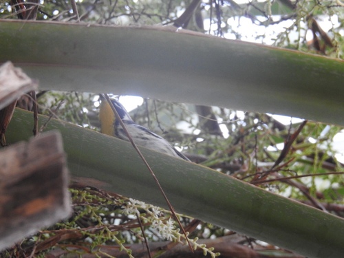 Setophaga dominica image