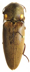 Pyrophorus noctilucus