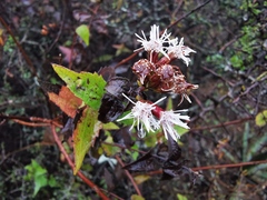 Chromolaena bigelovii