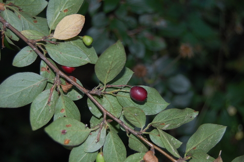 Blizgantysis kaulenis nuotrauka