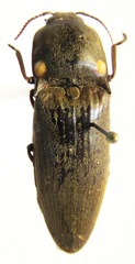 Pyrophorus noctilucus