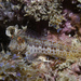 Seaweed Blenny - Photo (c) Bernard Picton, some rights reserved (CC BY), uploaded by Bernard Picton