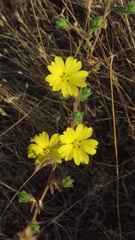 Lagophylla glandulosa