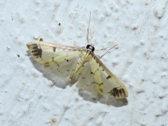 Eulepte concordalis