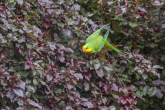 Superb Parrot photo 4