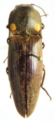 Pyrophorus noctilucus