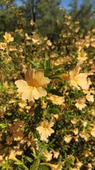 Diplacus grandiflorus