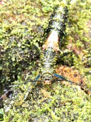 Paraprisopus