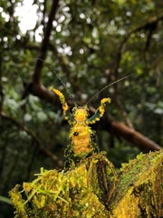 Paraprisopus