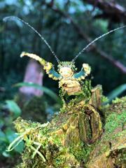 Paraprisopus