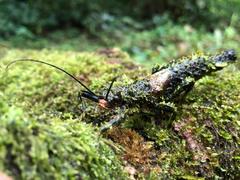Paraprisopus
