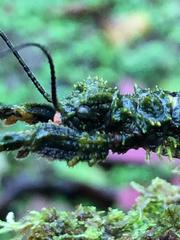 Paraprisopus