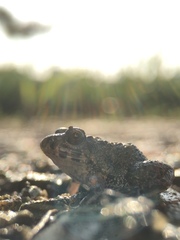 Fejervarya kawamurai