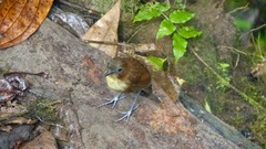 Grallaria flavotincta