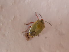 Chinavia erythrocnemis