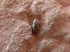 Eudiagogini