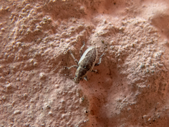 Eudiagogini
