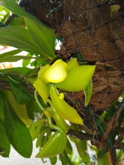 Cycnoches chlorochilon