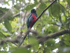 Trogon collaris