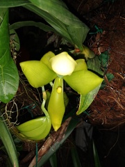 Cycnoches chlorochilon