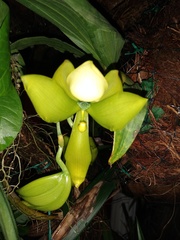 Cycnoches chlorochilon