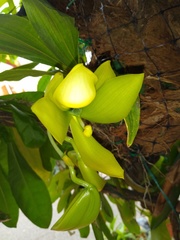 Cycnoches chlorochilon