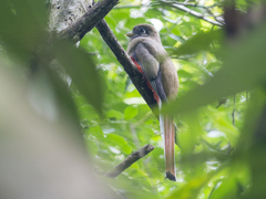 Trogon collaris