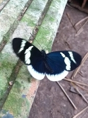 Heliconius eleuchia eleuchia