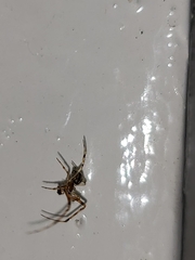 Latrodectus hasselti