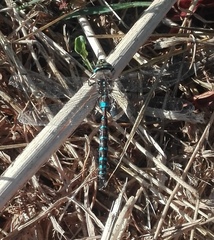 Rhionaeschna diffinis